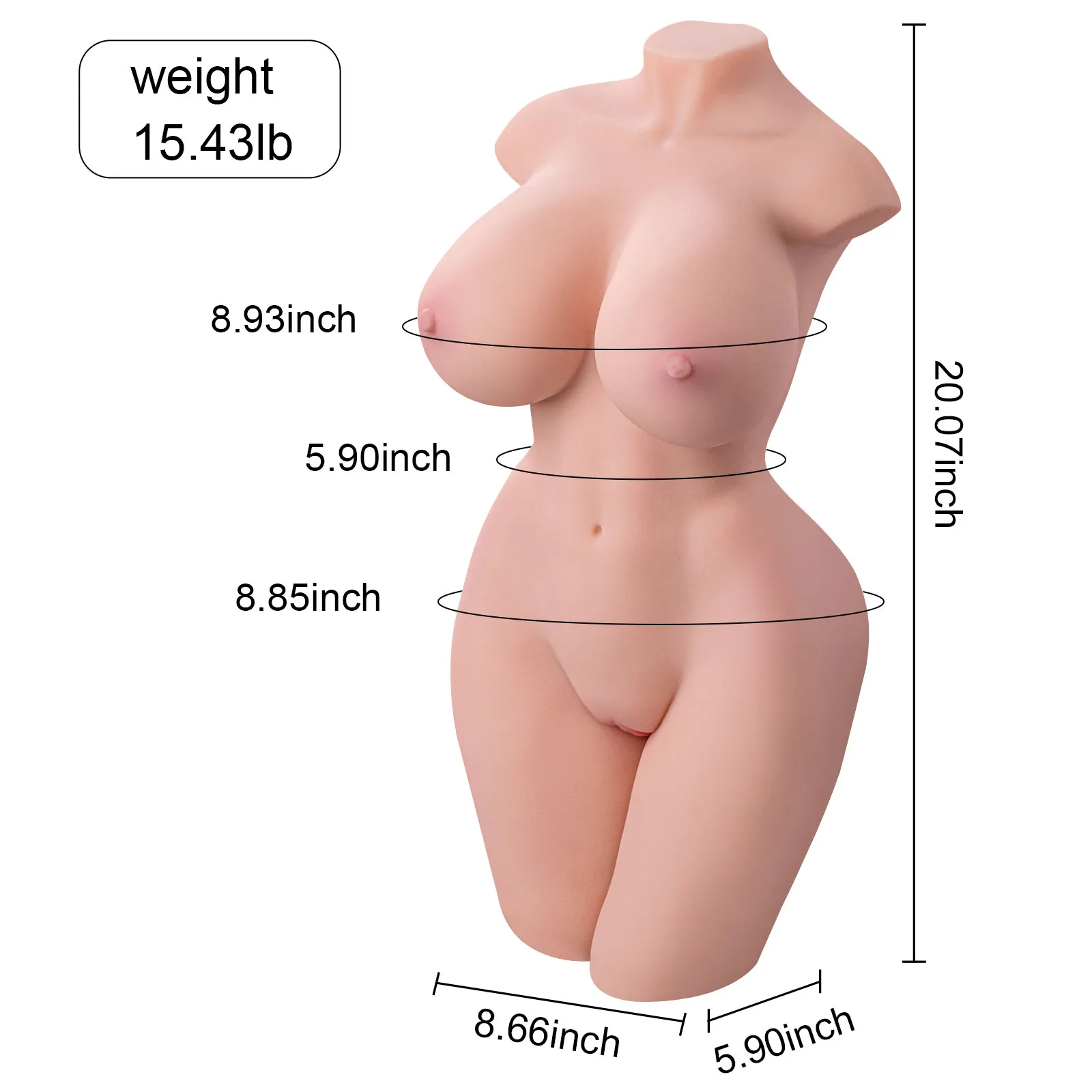 ขนาดตุ๊กตายางทอร์โซบอร์ดี้สัดส่วนแสดงให้เห็น